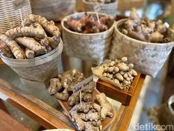 Sederet Khasiat Tanaman Toga untuk Jaga Kesehatan Saat Cuaca Panas