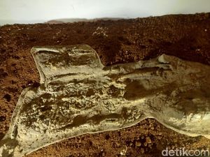 Temuan Fosil Manusia Purba Utuh di Subang Pernah Bikin Geger