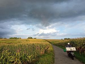 Musim Panen, Harga Jual Jagung di Tabanan Justru Turun