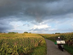 Musim Panen, Harga Jual Jagung di Tabanan Justru Turun