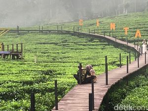 Jember Punya Wisata Kebun Teh lho, Sudah Tahu? Jember Punya Wisata Kebun Teh lho, Sudah Tahu?
