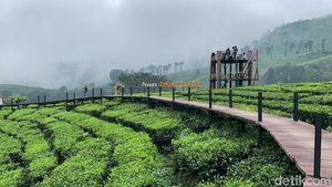 Ide Liburan di Jember, Main ke Kebun Teh Rengganis