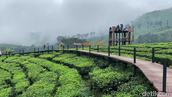 Ide Liburan di Jember, Main ke Kebun Teh Rengganis