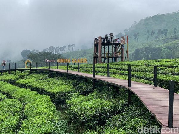Ide Liburan di Jember, Main ke Kebun Teh Rengganis