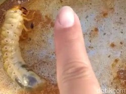 Cara Petani Puncak Merapi di Klaten Basmi Hama Uret dengan Dijadikan Lauk