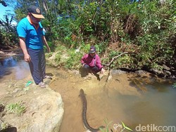 Cerita Ikan Sidat yang Dipercaya Jadi Penunggu Sungai Jurang Gandul Ponorogo