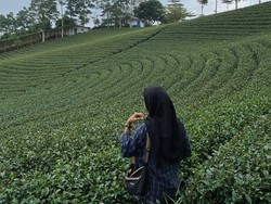 Paduan Komplet di Kebun Teh Cikuya, Manjakan Mata-Udara Sejuk