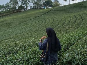 Paduan Komplet di Kebun Teh Cikuya, Manjakan Mata-Udara Sejuk Paduan Komplet di Kebun Teh Cikuya, Manjakan Mata-Udara Sejuk