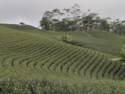 Ternyata Banten Punya Kebun Teh lho, Enggak Kalah Indah dari Puncak!