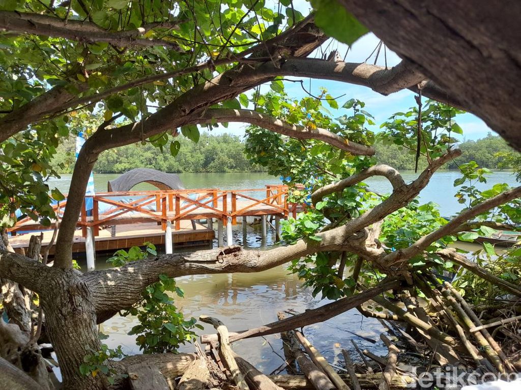 Wisata Sambil Belajar Mangrove di Kampung Jenggalu Kito Bengkulu