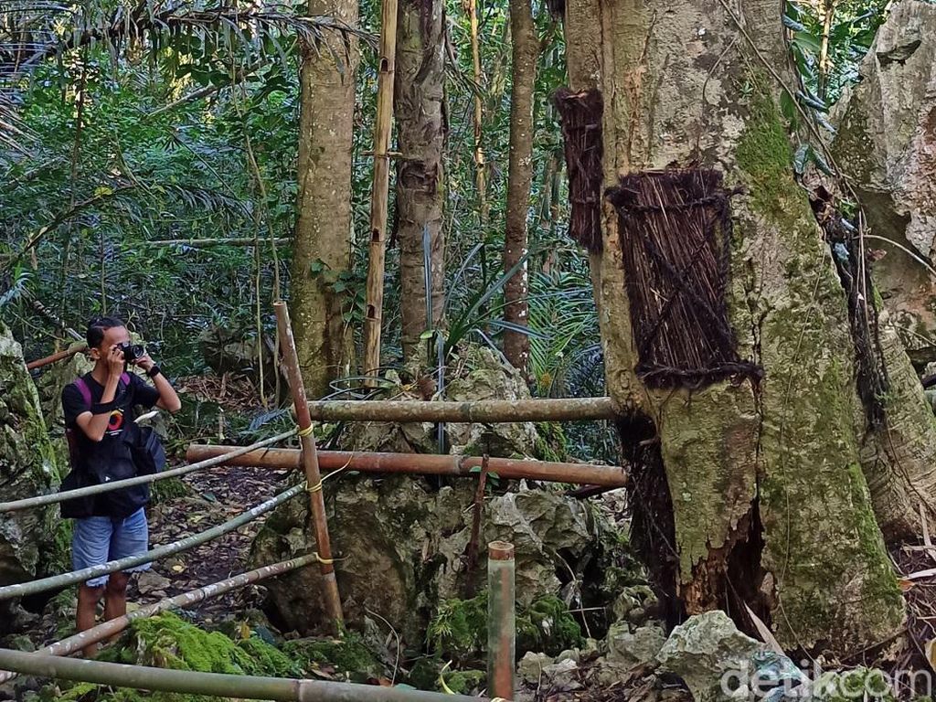 Keunikan Tana Toraja: Jenazah Bayi Dikuburkan di Dalam Pohon