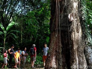 Penjelasan Keberadaan Pohon Kuburan Bayi di Tana Toraja