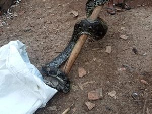 Warga Bogor Digegerkan Kemunculan Ular Sanca 2 Meter Mangsa Ternak