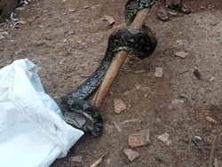 Warga Bogor Digegerkan Kemunculan Ular Sanca 2 Meter Mangsa Ternak