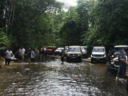 Seru! Menyusuri Hutan Tropis Riau Bareng Klub Mobil Tua