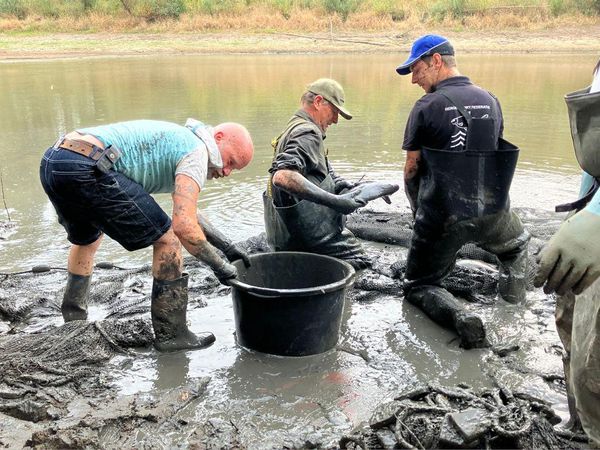 Di Belanda, Mereka Ramai-ramai Selamatkan Ikan dari Sungai Mengering