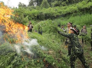 BNN-BRIN Musnahkan Ladang Ganja 4 Hektar Siap Panen di Mandailing Natal