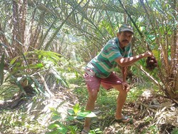 Banyak Salak Membusuk, Hasil Panen Petani Karangasem Menurun