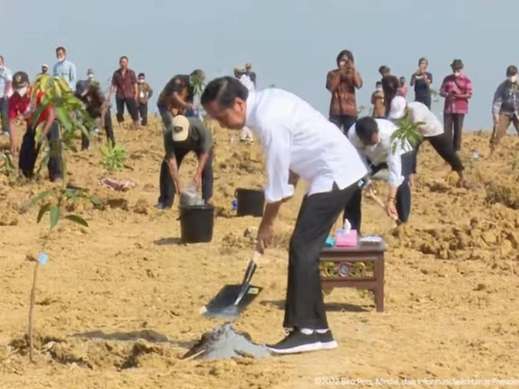 Jokowi Luncurkan Food Estate Mangga di Gresik, Hasil Panen Mau Diekspor