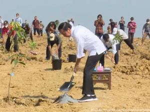 Jokowi Luncurkan Food Estate Mangga di Gresik, Hasil Panen Mau Diekspor Jokowi Luncurkan Food Estate Mangga di Gresik, Hasil Panen Mau Diekspor