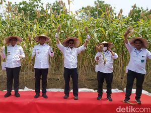 Panen Raya, Mentan Sebut Sorgum Bisa Lawan Impor Gandum