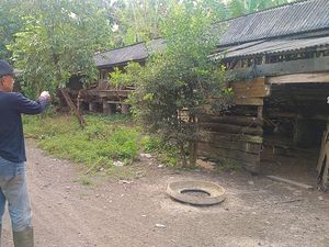 Puluhan Ternak di Mendoyo Raib Misterius, Korban Mantan Babinsa-Kaling