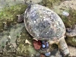 Diduga Terserang Tumor, Penyu Hijau Ditemukan Mati di Pantai Cibuaya