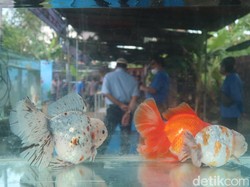 Melihat Festival Ikan Hias di Bantul, Ada Kontes Guppy-Moly