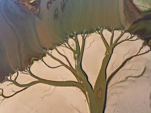 Lanskap Unik Danau Poyang China Saat Kering Bak Gambar Pohon