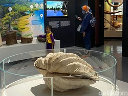 Fosil Kerang Langka Ditemukan dalam Keadaan Hidup, Kok Bisa?