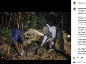 Ingat Gajah Mengandung Mati di Dekat Kebun Sawit Riau? Ternyata Karena Racun