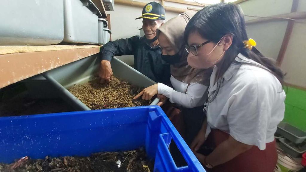 Melihat Budidaya Maggot di Sukamiskin Bandung Melihat Budidaya Maggot di Sukamiskin Bandung