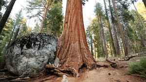 Duh, Pohon Berumur Ribuan Tahun Terancam Punah Gegara Kebakaran Hutan