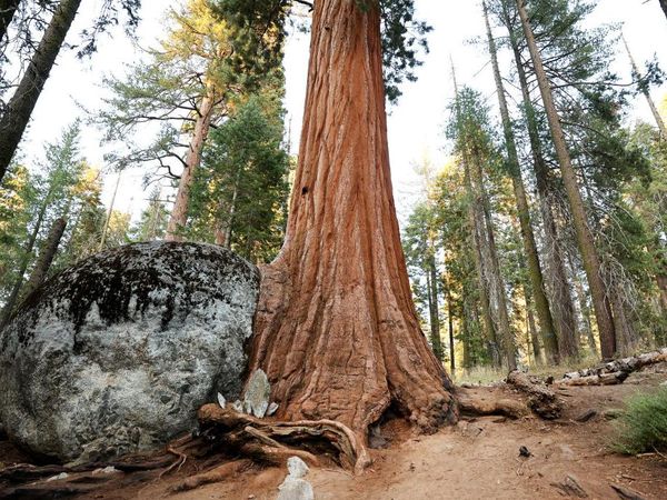 Duh, Pohon Berumur Ribuan Tahun Terancam Punah Gegara Kebakaran Hutan