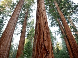 Jaringan Sklerenkim Adalah: Ciri, Struktur, Fungsi dan Contoh