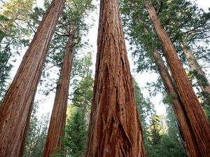 Jaringan Sklerenkim Adalah: Ciri, Struktur, Fungsi dan Contoh Jaringan Sklerenkim Adalah: Ciri, Struktur, Fungsi dan Contoh