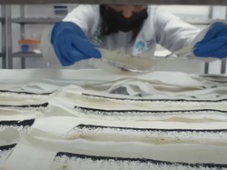 Bill Gates Soal Wolbachia: Basmi Nyamuk dengan Genetika Tidak Menakutkan