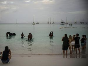 Eksotis... Di Laut Karibia, Turis Bisa Main dan Berenang Bareng Kuda