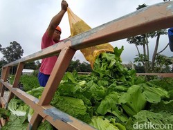 Harga Sawi Anjlok, Petani Magelang Sedekahkan Hasil Panen
