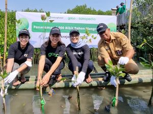 Tokopedia Tanam 13.000 Pohon Mangrove di 8 Provinsi Sepanjang 2022