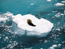 Lebih dari 3.000 Miliar Ton Es Antartika Hilang, Ada Ancaman Banjir Ekstrem