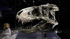 Begini Besarnya Tengkorak Kepala T-Rex, Ganas dan Buas