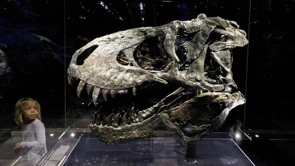 Begini Besarnya Tengkorak Kepala T-Rex, Ganas dan Buas