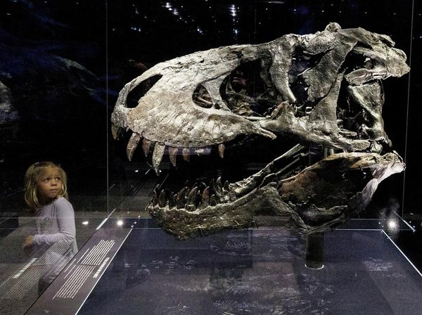 Begini Besarnya Tengkorak Kepala T-Rex, Ganas dan Buas