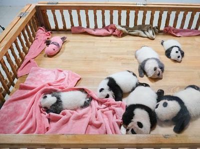 Gemasnya Bayi Panda di China, Beneran Mirip Boneka
