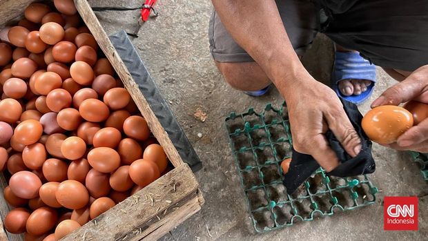 Workers collect harvested chicken eggs, in one of the farms in the Bogor region.  West Java, August 24, 2022. (CNN Indonesia/Adhi Wicaksono)