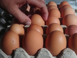 Bukan Hanya Bansos, Peternak Ungkap Biang Kerok Mahalnya Telur Ayam