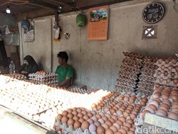 Respons Pemkot Makassar soal Tudingan Harga Telur Naik gegara Bansos
