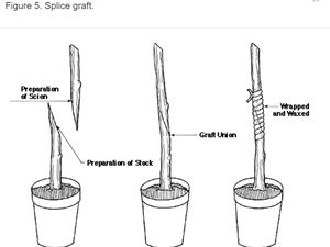 Mengenal Teknik Okulasi: Pengertian, Jenis, dan Contoh