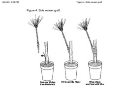 Jenis Perkembangbiakan Vegetatif Buatan Tumbuhan: Pengertian dan Cara